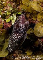 This moray stuck his head out nicely for this picture tak... by Michael Shope 